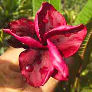 Blackwall Black Pearl