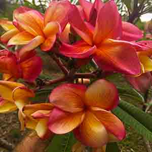 Butterfly Gold-image
