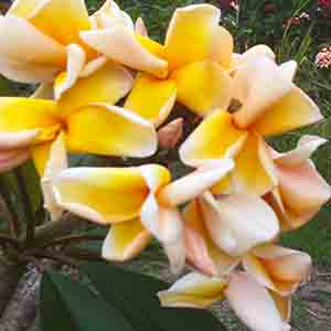 CC Gascoyne Gold-image