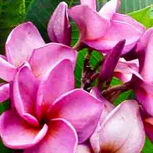 Jack's Purple-image