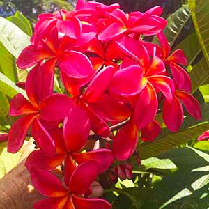 Mango Brush-image