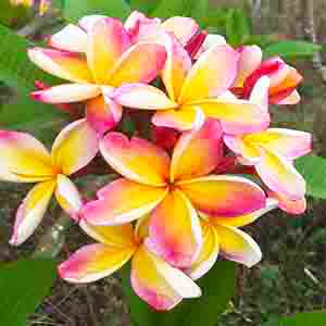 Penang Peach-image