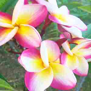 Sheer Beauty-image