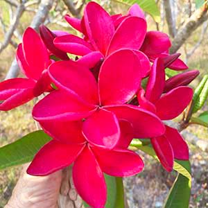 Siam Ruby-image