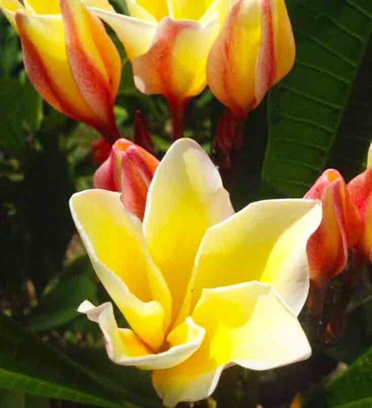 Vishnu Gold-image