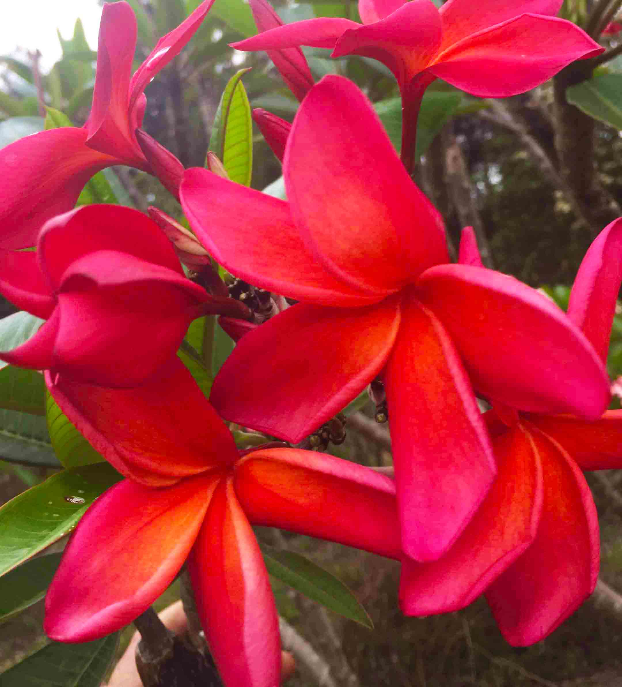 Waimea-image