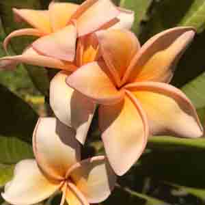 BW Island Spice-image