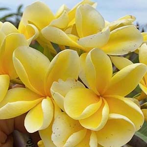 Bowen Yellow-image
