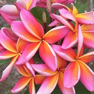 Pink Metal-image