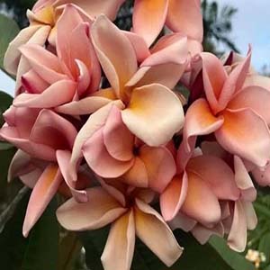 Salmon Pink-image