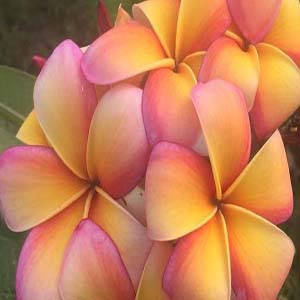 Sorbet Ripple-image