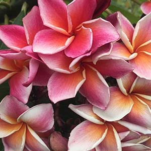 Thai Lurline-image